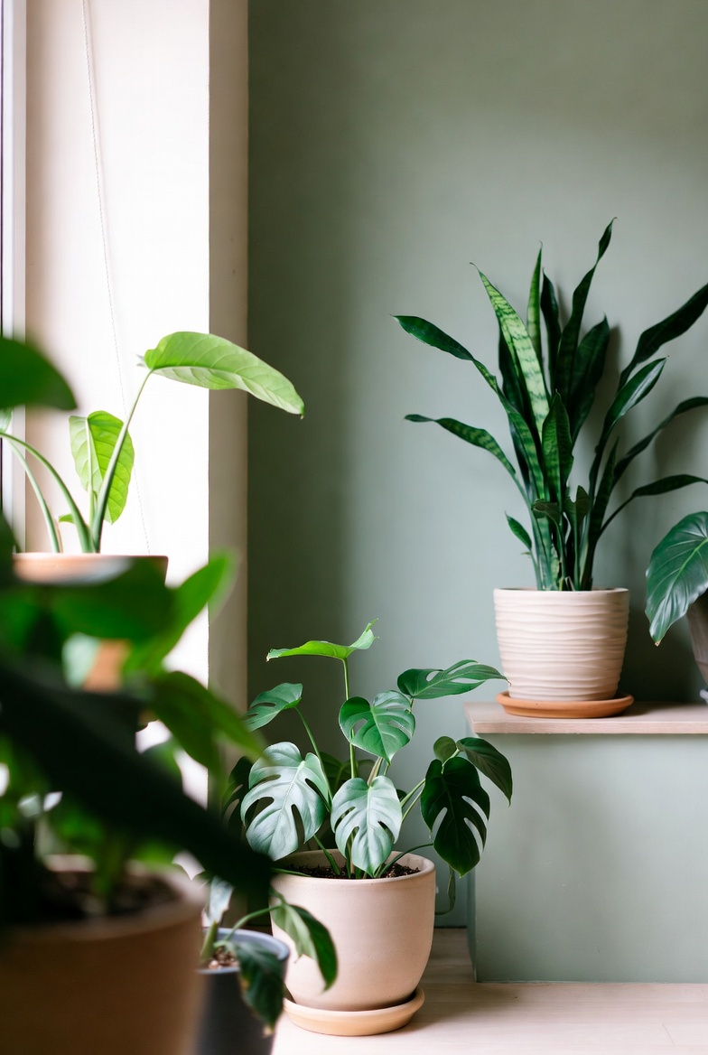 Tuki ja neuvonta kasvien hoidossa